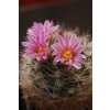 Mammillaria tepexicensis FO 177 San Francisco Teopan, Tamazulapan, Sierra Mixteca, Oax. (10 SEEDS)