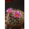 Mammillaria tepexicensis FO 177 San Francisco Teopan, Tamazulapan, Sierra Mixteca, Oax. (10 SEEDS)