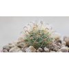 Mammillaria tepexicensis FO 177 San Francisco Teopan, Tamazulapan, Sierra Mixteca, Oax. (10 SEEDS)