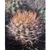 Pyrrhocactus bulbocalyx VS 1364 S Villa Mazan, 630m (10 SEEDS)