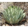 Agave parryi truncata f. GCG 12714 MO Tepeala, Gto./Ags. (10 SEEDS)