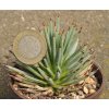 Agave rzedowskiana GCG 12646 Bolaňos, Jal. (10 SEEDS)