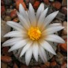 Turbinicarpus valdezianus f.albiflorus (10 SEEDS)