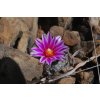 Turbinicarpus valdezianus GCG 9728 San Martin de Las Vacas, Coah. (10 SEEDS)