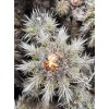 Copiapoa baderi GCG 15014 Los Choros, N of La Serena, Chile 50m (100 SEEDS)