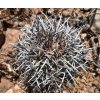 Copiapoa coquimbana f. strong spines SELECTION GCG 15024 L 68 S of Matancillo, Chile  (100 SEEDS)