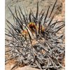 Copiapoa corralensis GCG 15073 Quebradita, S of Freirina, Chile (100 SEEDS)