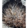 Pyrrhocactus sp. GCG 15053  L 5, RUTA 595 by Tlahuino, Chile (100 SEEDS)