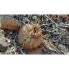 Pyrrhocactus sp. GCG 15055  L 2 Coiron, Chile (100 SEEDS)