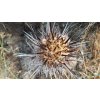 Trichocereus chiloensis f. GCG 15071 Pedegua, Chile  (10 SEEDS)