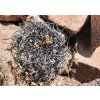 Copiapoa griseoviolacea f.mountain form SELECTION GCG 15034  RUTA 532, S of Hacienda San Nicholasa, Chile (10 SEEDS)