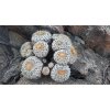 Copiapoa haseltoniana GCG 15039 km 86 N of Paposo, Chile (10 SEEDS)