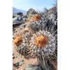 Copiapoa haseltoniana giganthea GCG 15011  L 21 Cascabeles, Taltal - Paposo, Chile  (10 SEEDS)
