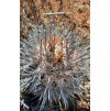 Copiapoa coquimbana pseudocoquimbana aff. GCG 15049  L 72 with Th.riparia, SW of El Trapiche, Chile (10 SEEDS)