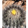 Copiapoa X scopulina SELECTION GCG 15037  N of Taltal, Chile (10 SEEDS)