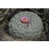 Lophophora fricii El Amparo dole, Šn 07 (22)