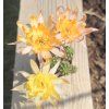 Chamaecereus PAN 17.5.55 ownroots