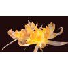 Chamaecereus PAN 17.5.55 ownroots