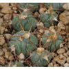 Echinocactus horizontalonius  GCG 10747  S of Los Pinos (seedling 1-2 cm)