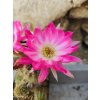 Chamaecereus PAN 20.22.839 grafted