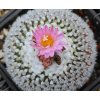 Turbinicarpus X mombergerii F2  GCG 12644 El Tepozan,SLP  (10 SEEDS)