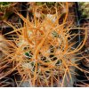 Echinocereus lindsayi GM 1310 Jaraguay, BC 820m SELECTION 20% yellow spines (10 SEEDS)