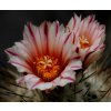 Rapicactus mandragora ssp.mandragora GCG 12623 Tanque Menchaca II,Coah. (10 SEEDS)