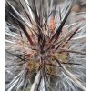 Eulychnia breviflora aff. GCG 15061 Quebrada Mala, N of Huasco, Chile (20 SEEDS)