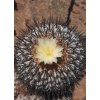 Copiapoa haseltoniana giganthea SELECTION GCG 15004  L 21 Cascabeles, Taltal - Paposo, Chile (10 SEEDS)