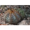 Echinocactus horizonthalonius GCG 12687 MO Coyamito, NE of Coyame, Chih. (10 SEEDS)