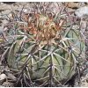 Echinocactus horizonthalonius GCG 12704 pressa N of Escalon, Chih. (10 SEEDS)