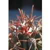 Ferocactus wislizenii GCG 12720 before Ascension, Chih. (10 SEEDS)