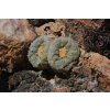 Lophophora fricii VM 521 La Pe, S of Viesca, Coah. (10 SEEDS)