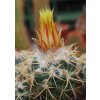 Coryphantha pycnacantha GCG 12746 Cd. Sahagún - Otumba, Mex. (10 SEEDS)