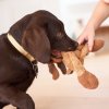 27972 5 playful labrador retriever