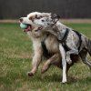 EXPLORER DOG Airball Tyrkysový (Varianta  8 cm)