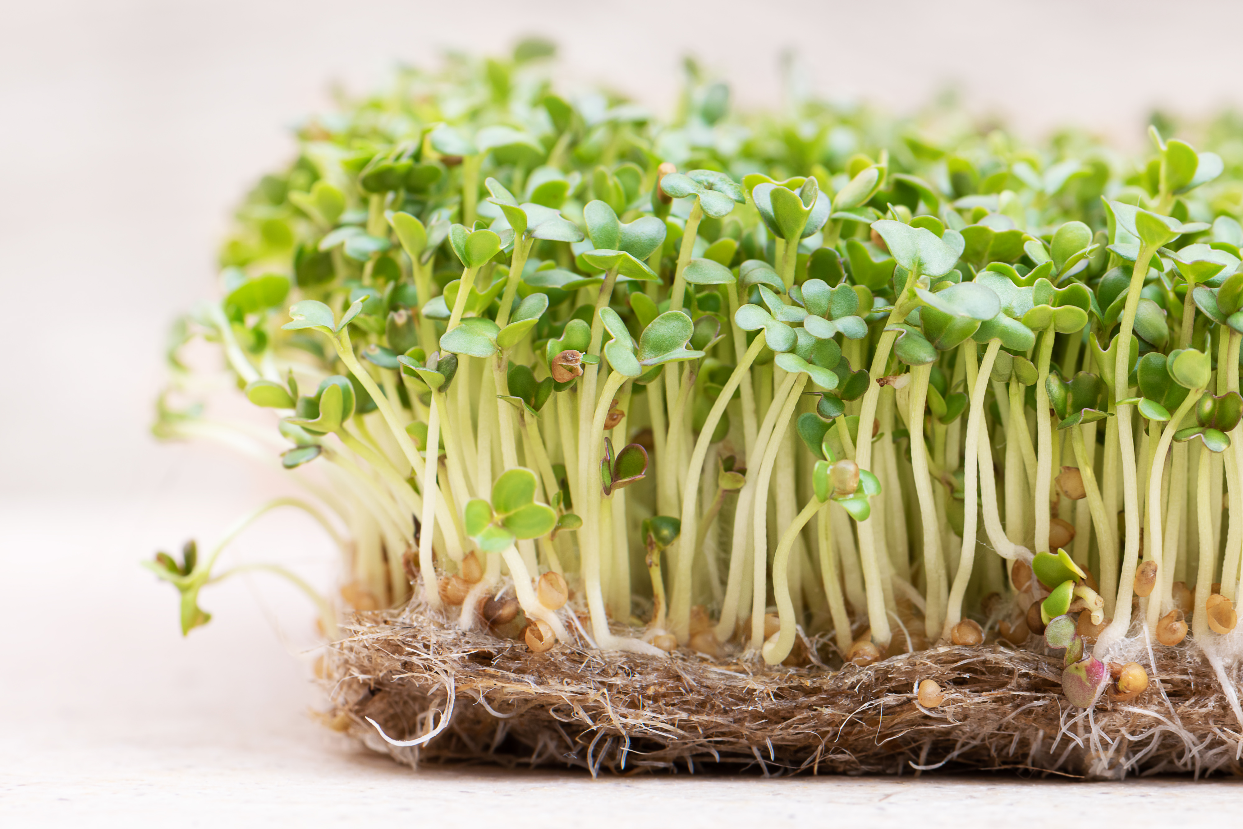 Návod na pěstování microgreens