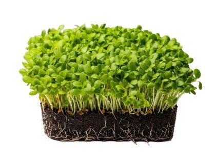 jetel nachový microgreens