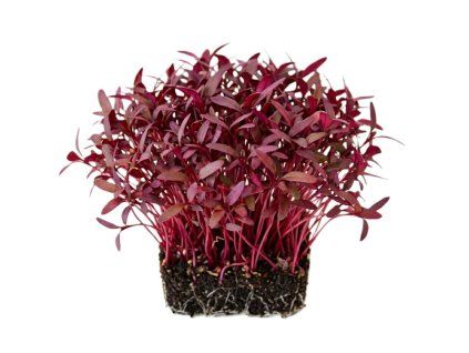 červený amaranth 3