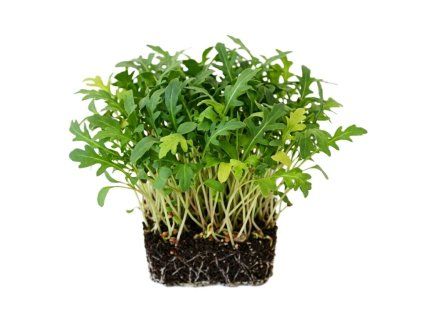 rukola microgreens 1