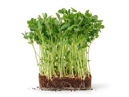 maple leaf microgreens