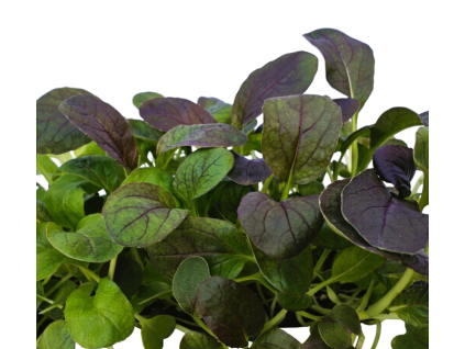 pakchoi red 1