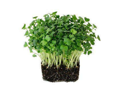 calabrese microgreens 1