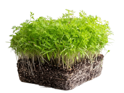 mrkev microgreens