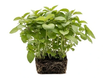 bazalka skořicová 2