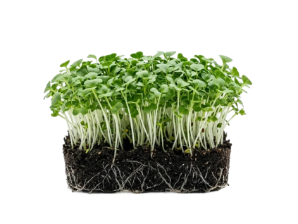 pakchoi zelený 1