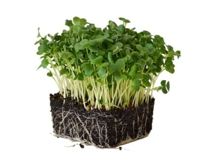 daikon microgreens 1