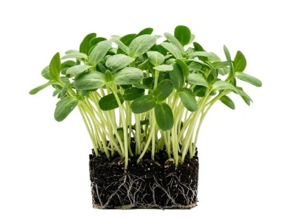 slunečnice microgreens 1