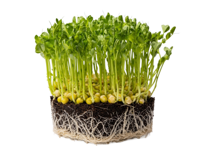 hrách microgreens