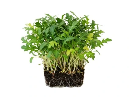 rukola microgreens 1